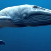 Rigged Blue Whale 3D Model Realistic 3D Model whale3ds.com