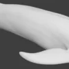 Rigged Blue Whale 3D Model Realistic 3D Model whale3ds.com