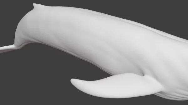 Rigged Blue Whale 3D Model Realistic 3D Model whale3ds.com