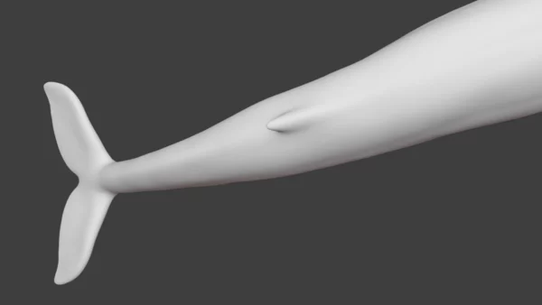 Rigged Blue Whale 3D Model Realistic 3D Model whale3ds.com