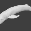 Rigged Blue Whale 3D Model Realistic 3D Model whale3ds.com