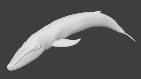 Rigged Blue Whale 3D Model Realistic 3D Model whale3ds.com