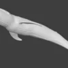 Rigged Blue Whale 3D Model Realistic 3D Model whale3ds.com