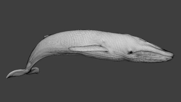 Rigged Blue Whale 3D Model Realistic 3D Model whale3ds.com