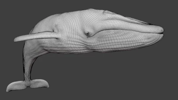 Rigged Blue Whale 3D Model Realistic 3D Model whale3ds.com