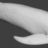 Rigged Blue Whale 3D Model Realistic 3D Model whale3ds.com