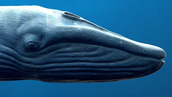 Rigged Blue Whale 3D Model Realistic 3D Model whale3ds.com