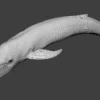 Rigged Blue Whale 3D Model Realistic 3D Model whale3ds.com