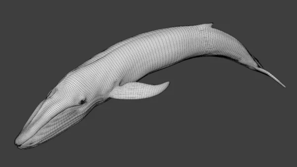 Rigged Blue Whale 3D Model Realistic 3D Model whale3ds.com