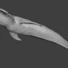 Rigged Blue Whale 3D Model Realistic 3D Model whale3ds.com