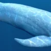 Rigged Blue Whale 3D Model Realistic 3D Model whale3ds.com