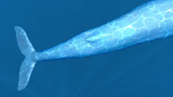 Rigged Blue Whale 3D Model Realistic 3D Model whale3ds.com