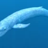 Rigged Blue Whale 3D Model Realistic 3D Model whale3ds.com