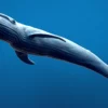 Rigged Blue Whale 3D Model Realistic 3D Model whale3ds.com