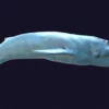 Rigged Blue Whale 3D Model Realistic 3D Model whale3ds.com