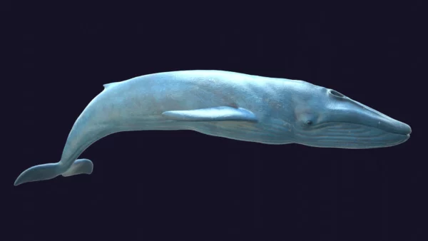 Rigged Blue Whale 3D Model Realistic 3D Model whale3ds.com