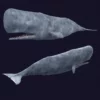 Sperm Whale 3D Model 01 Free Download 3D Model whale3ds.com