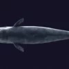 Sperm Whale 3D Model 01 Free Download 3D Model whale3ds.com