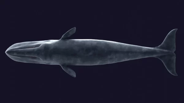 Sperm Whale 3D Model 01 Free Download 3D Model whale3ds.com