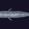 Sperm Whale 3D Model 01 Free Download 3D Model whale3ds.com