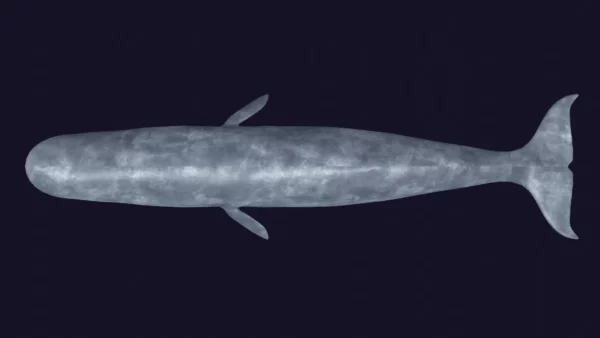 Sperm Whale 3D Model 01 Free Download 3D Model whale3ds.com