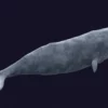 Sperm Whale 3D Model 01 Free Download 3D Model whale3ds.com