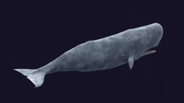 Sperm Whale 3D Model 01 Free Download 3D Model whale3ds.com