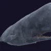 Sperm Whale 3D Model 01 Free Download 3D Model whale3ds.com