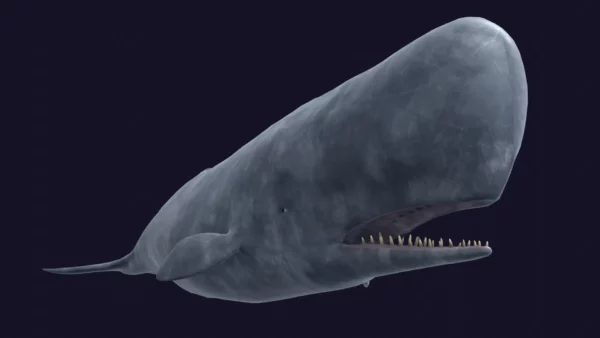 Sperm Whale 3D Model 01 Free Download 3D Model whale3ds.com