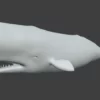 Sperm Whale 3D Model 01 Free Download 3D Model whale3ds.com