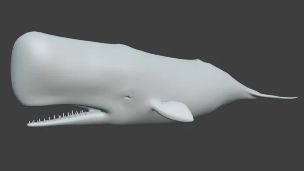 Sperm Whale 3D Model 01 Free Download 3D Model whale3ds.com