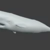 Sperm Whale 3D Model 01 Free Download 3D Model whale3ds.com