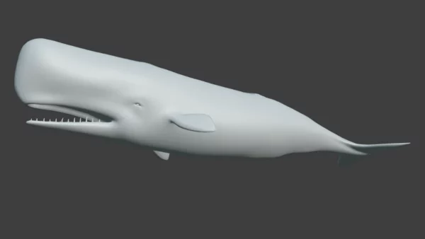 Sperm Whale 3D Model 01 Free Download 3D Model whale3ds.com