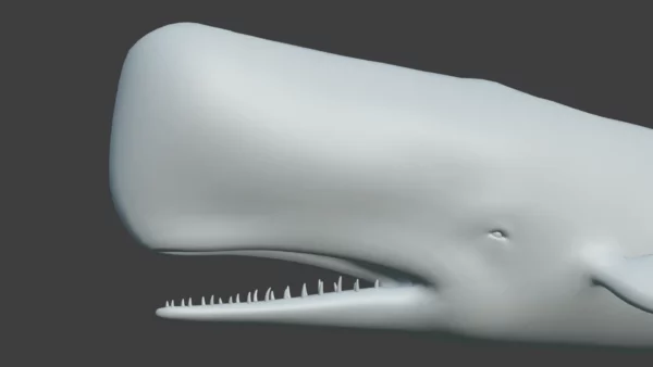 Sperm Whale 3D Model 01 Free Download 3D Model whale3ds.com