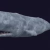 Sperm Whale 3D Model 01 Free Download 3D Model whale3ds.com