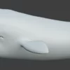 Sperm Whale 3D Model 01 Free Download 3D Model whale3ds.com