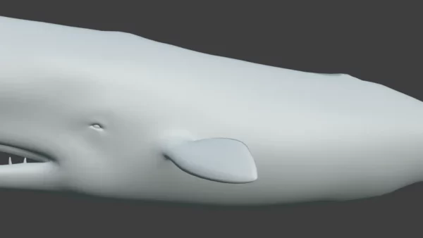 Sperm Whale 3D Model 01 Free Download 3D Model whale3ds.com