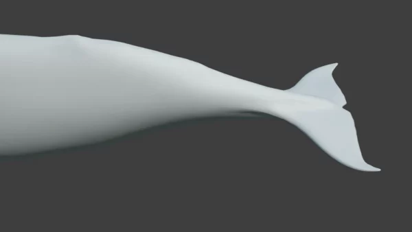 Sperm Whale 3D Model 01 Free Download 3D Model whale3ds.com