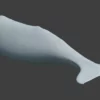 Sperm Whale 3D Model 01 Free Download 3D Model whale3ds.com