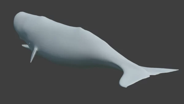 Sperm Whale 3D Model 01 Free Download 3D Model whale3ds.com