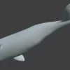 Sperm Whale 3D Model 01 Free Download 3D Model whale3ds.com