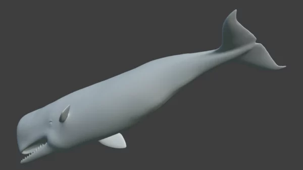 Sperm Whale 3D Model 01 Free Download 3D Model whale3ds.com