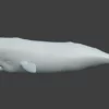 Sperm Whale 3D Model 01 Free Download 3D Model whale3ds.com