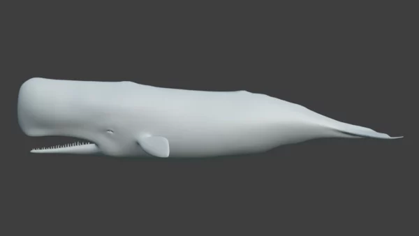 Sperm Whale 3D Model 01 Free Download 3D Model whale3ds.com