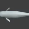 Sperm Whale 3D Model 01 Free Download 3D Model whale3ds.com