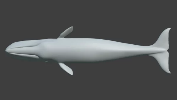 Sperm Whale 3D Model 01 Free Download 3D Model whale3ds.com