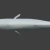 Sperm Whale 3D Model 01 Free Download 3D Model whale3ds.com