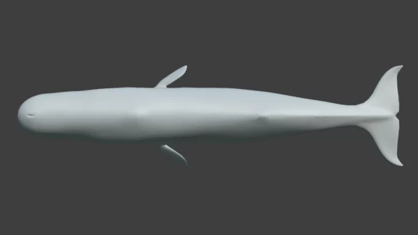 Sperm Whale 3D Model 01 Free Download 3D Model whale3ds.com