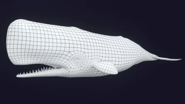 Sperm Whale 3D Model 01 Free Download 3D Model whale3ds.com