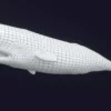 Sperm Whale 3D Model 01 Free Download 3D Model whale3ds.com